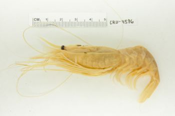 Media type: image;   Invertebrate Zoology CRU-4596 Description: Preserved Specimen.;